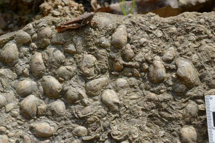 Continental Carbonate Project 2017-2019: Lacustrine Coquina & Spherulite Study