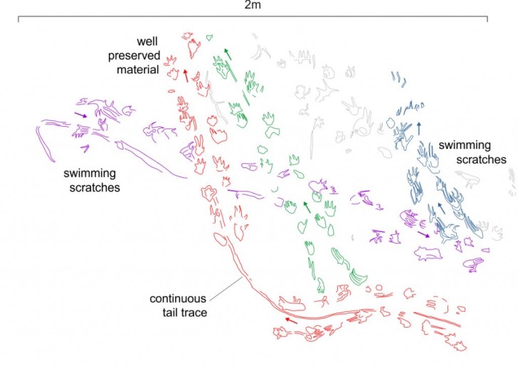 Interpretive sketch of the impressions on the rock slab. The different trackways are coloured and the arrows show the inferred direction of tracemaker movement