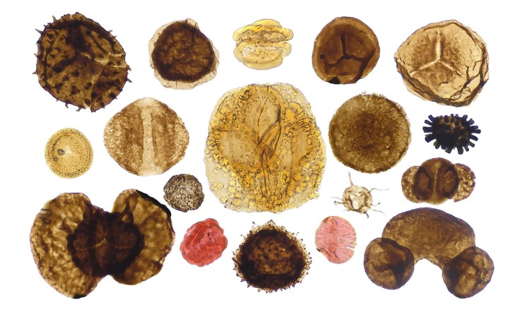 Photomicrographs of key age-diagnostic Triassic palynomorphs recorded in the study